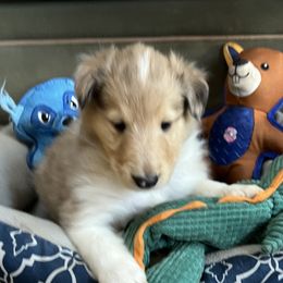 Tucker - Sable merle Collie puppy in Bad Axe, Michigan from Collie Campo