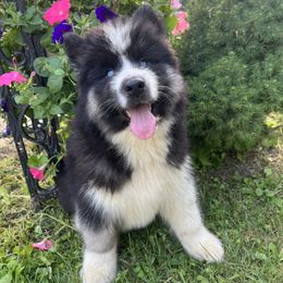 Pomsky and Siberian Husky Puppies from Osiris’s Siberians & Pomskies