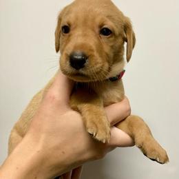 Pink - Yellow female Labrador Retriever puppy in Newaygo, Michigan from Royal Oak Gundogs