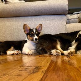 Pembroke Welsh Corgi Puppies from Twisted Little Corgis