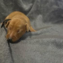 Goose - Red male Miniature Pinscher puppy in Fall City, Washington from Davilg Miniature Pinschers