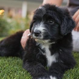 Charles - Black and white male Bernedoodle puppy in Yuba City, California from Ranch House Doodles