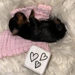 Yorkshire Terrier Puppies from Prims Puppies LLC