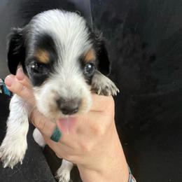 Marmoset - Piebald female Dachshund puppy in Bigfork, Minnesota from Dachshunds Up North