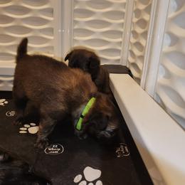Lime - Mahogany and black female Belgian Tervuren puppy in Merrill, Michigan from Reves Vifs Belgian Shepherds