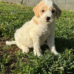 Dixie - Parti female Goldendoodle puppy in Lancaster, Kentucky from Dream Paws Puppies, LLC