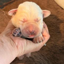 Boy 3 - Yellow male Labrador Retriever puppy in Isanti, Minnesota from Four Corners Family Labs