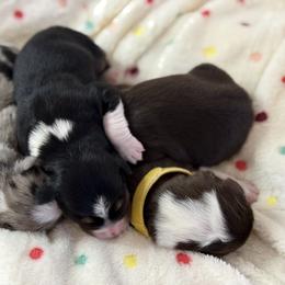 Australian Shepherd Puppies from Colorful Dreamers Australian Shepherds