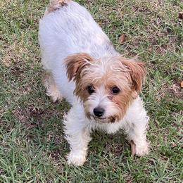 Libby - Yorkshire Terrier