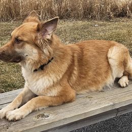 Zereo - German Shepherd