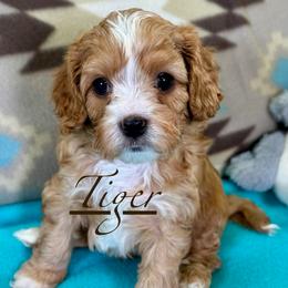 Tiger - Red male Cavapoo puppy in Courtland, Alabama from Ponderosa Frenchies and Cavapoo’s