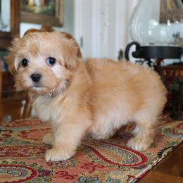 Girl 3 - female Havanese puppy in Hamptonville, North Carolina from Alabama Havanese Kennel Tidewater Kennel