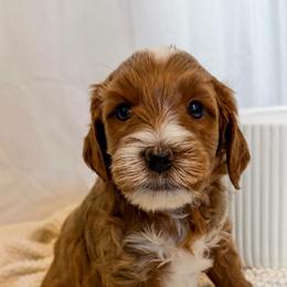 Grey collar boy - Red  male Goldendoodle puppy in Newcastle, Oklahoma from Ritzy Creek Doodles