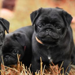 Beagles, Great Danes, and Pugs from Folklore Kennel