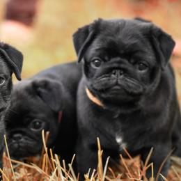 Beagles, Great Danes, and Pugs from Folklore Kennel