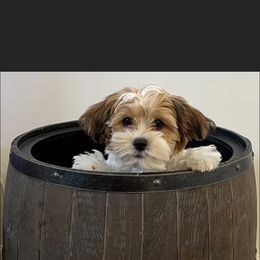 Shorkie Puppies from Shorkies R Us Breeding