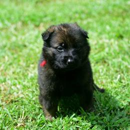 Sable girl - Sable female German Shepherd puppy in Clarkrange, Tennessee from Vom Wolff
