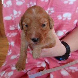 Purple - Dark golden female Golden Retriever puppy in Lanesboro, Minnesota from Eagle Ridge Golden Retrievers