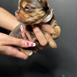 Yorkshire Terrier Puppies from A yorkie palace