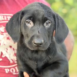 Max - Black male Labrador Retriever puppy in Archer Lodge, North Carolina from Archer Lodge Labradors