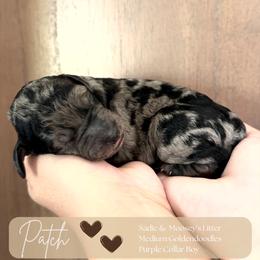 Patch - Merle male Goldendoodle puppy in Easley, South Carolina from Our Darling Doodles