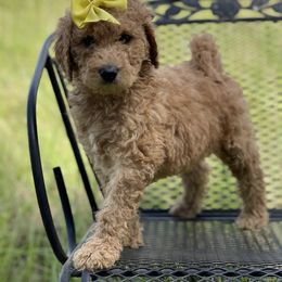 Double Doodle, Labradoodle, Poodle, and Yorkshire Terrier Puppies from Cotton Rack Doodles