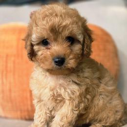Milky Way Green - Red female Cavapoo puppy in Lincolnton, North Carolina from Cuddable Pups