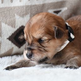 Siesta - Wheaten female Soft Coated Wheaten Terrier puppy in Kirksville, Missouri from BellSharps Australian Shepherds