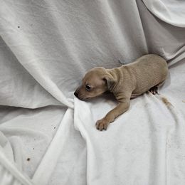 Italian Greyhound Puppies from Heartland Iggys
