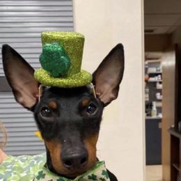 Ibizan Hound and Manchester Terrier Puppies from Ahram Ibizan hounds and Manchester Terriers
