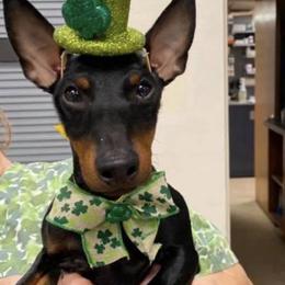 Ibizan Hound and Manchester Terrier Puppies from Ahram Ibizan hounds and Manchester Terriers
