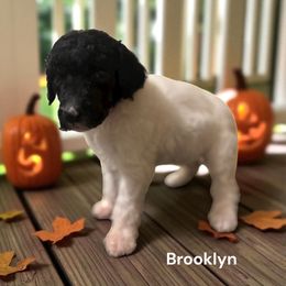 Brooklyn - Parti female Poodle puppy in Washington, Pennsylvania from Patriotic Poodles