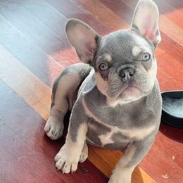 French Bulldogs from The Frenchie Lovers