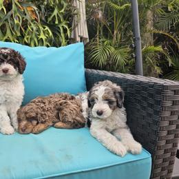 Bernedoodle, Goldendoodle, and Poodle Puppies from Beach Doodles
