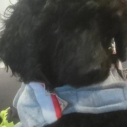 Poodle Puppies from Simply Standard Poodles