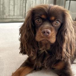 Chloe - Cavalier King Charles Spaniel