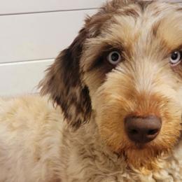 Coco - Aussiedoodle