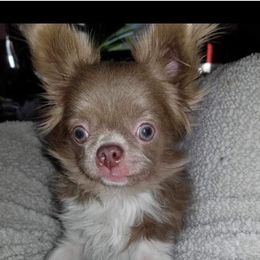 Shania - Chihuahua