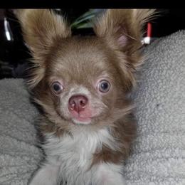 Shania - Chihuahua
