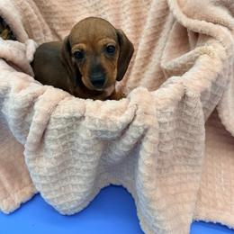 Razz - Red female Dachshund puppy in Gavilan Hills, California from Bacchanal Kennel/Ranch