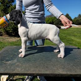 Prince George - Black and white male Great Dane puppy in Brookings, South Dakota from Debonair Danes