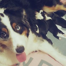 Australian Shepherd Puppies from Agra Australian Shepherds