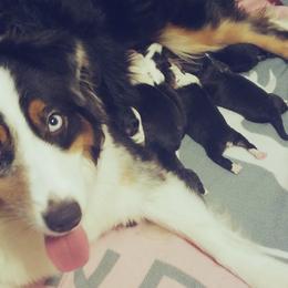 Australian Shepherd Puppies from Agra Australian Shepherds