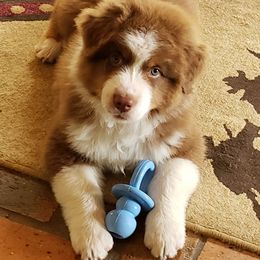 Australian Shepherd Puppies from NorthRidge Australian Shepherds