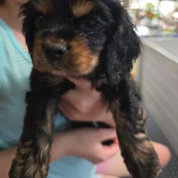 It blue collar - Black white and tan male Cocker Spaniel puppy in South Milwaukee, Wisconsin from South East Wisconsin cocker spaniels