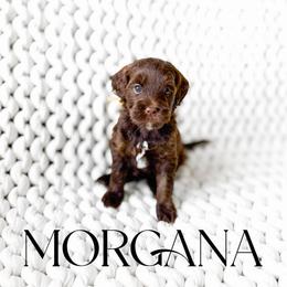 Morgana - Chocolate female Goldendoodle puppy in Springville, Utah from Happy Doodle
