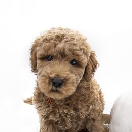Assorted Doodle Crosses, Bernedoodle, Double Doodle, Goldendoodle, Labradoodle, and Whoodle Puppies from Our Little Farm Life Doodles