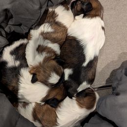 Shih Tzu puppies from Hernandez Family Shih Tzus