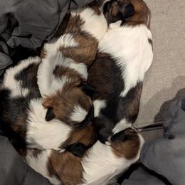 Shih Tzu puppies from Hernandez Family Shih Tzus