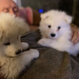 Samoyed Puppies from Pyles Of Smiles